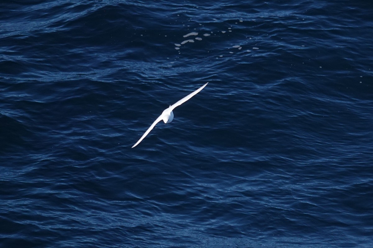 Schneesturmvogel - ML647099947