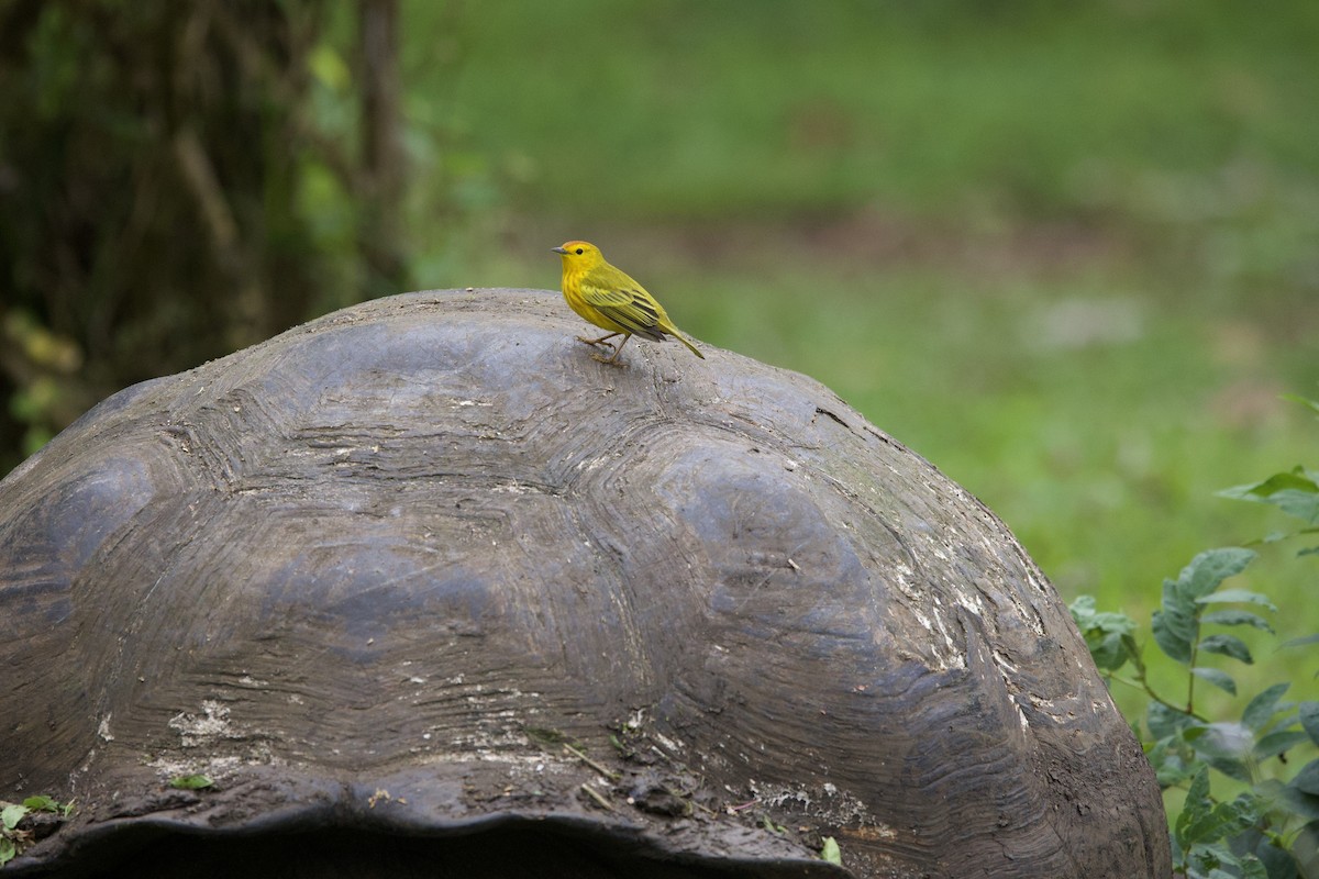 Mangrovewaldsänger (aureola) - ML647099948