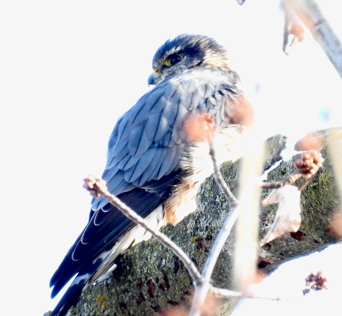 Merlin - ML647099949