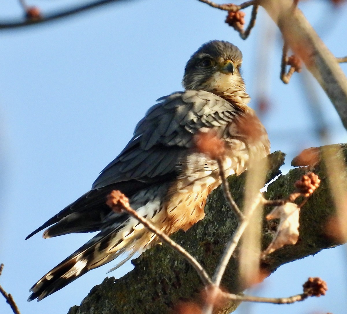 Merlin - ML647099951