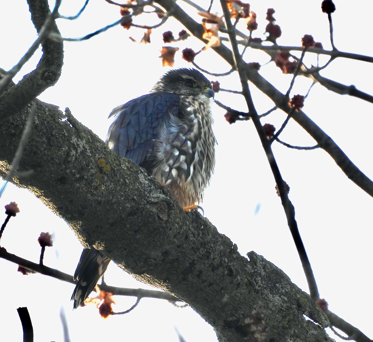 Merlin - ML647099952