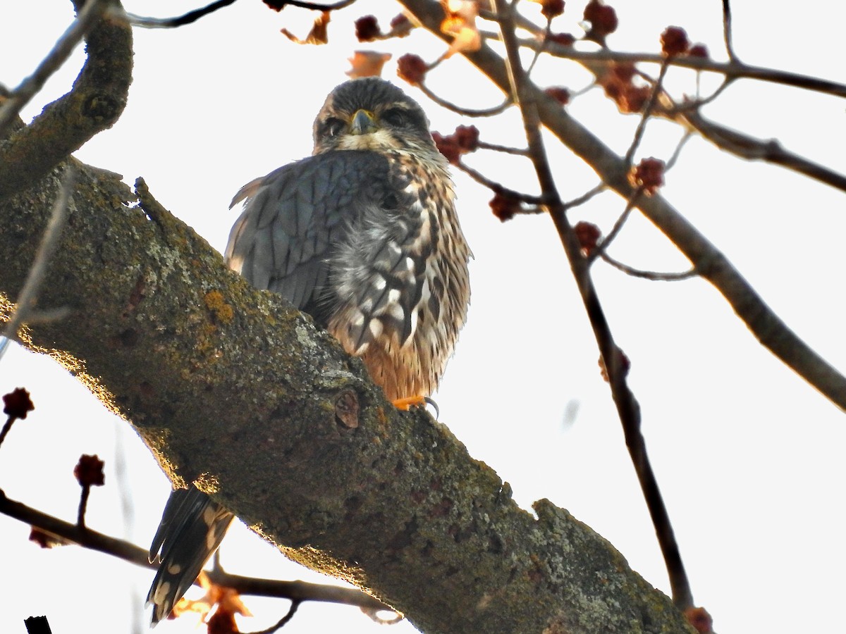 Merlin - ML647099953