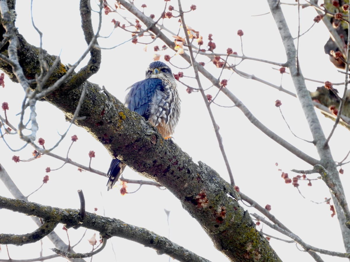 Merlin - ML647099954