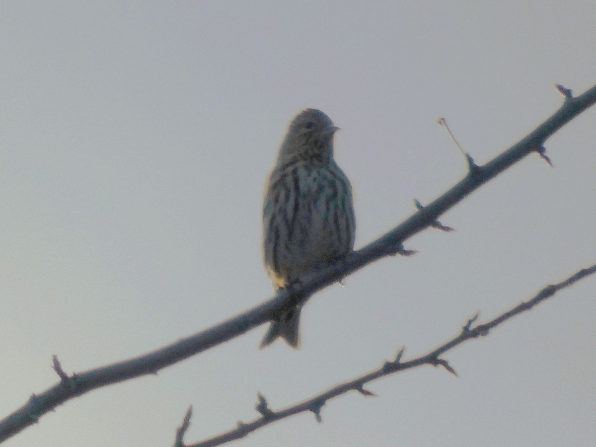 Fichtenzeisig - ML647099957