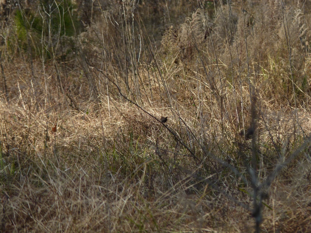 Winterzaunkönig - ML647099958