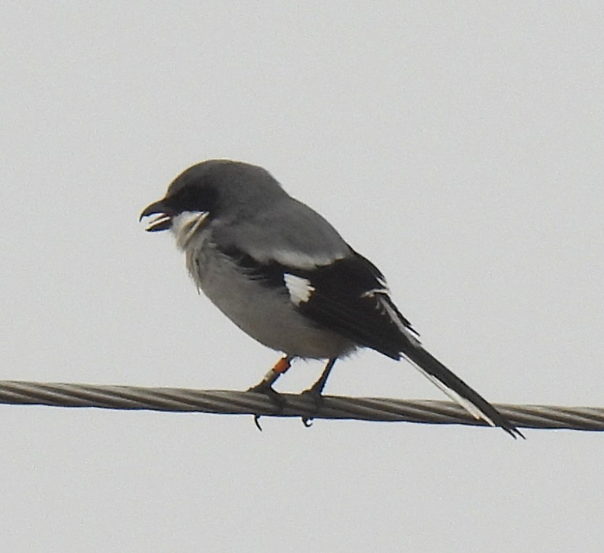 Louisianawürger - ML647099959