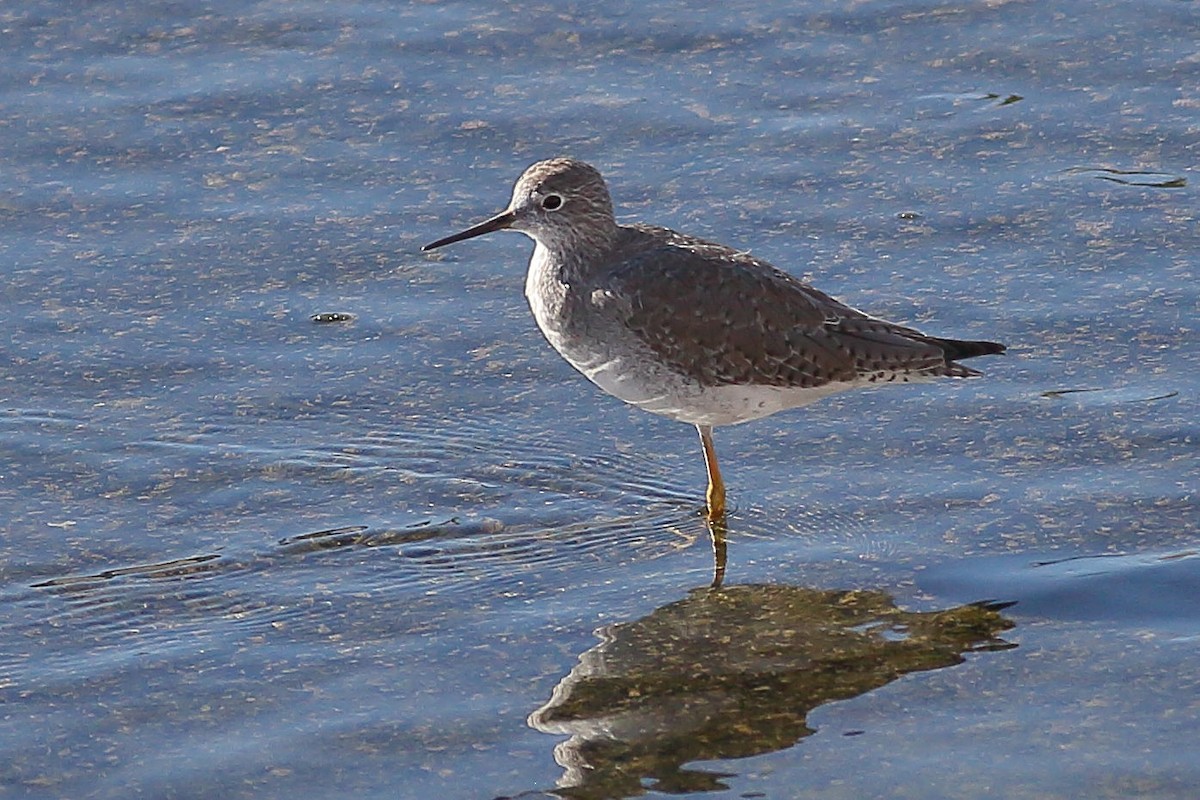 Gelbschenkel - ML647099960