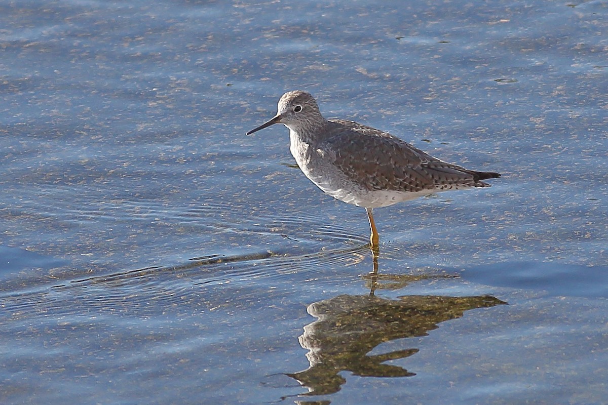 Gelbschenkel - ML647099961