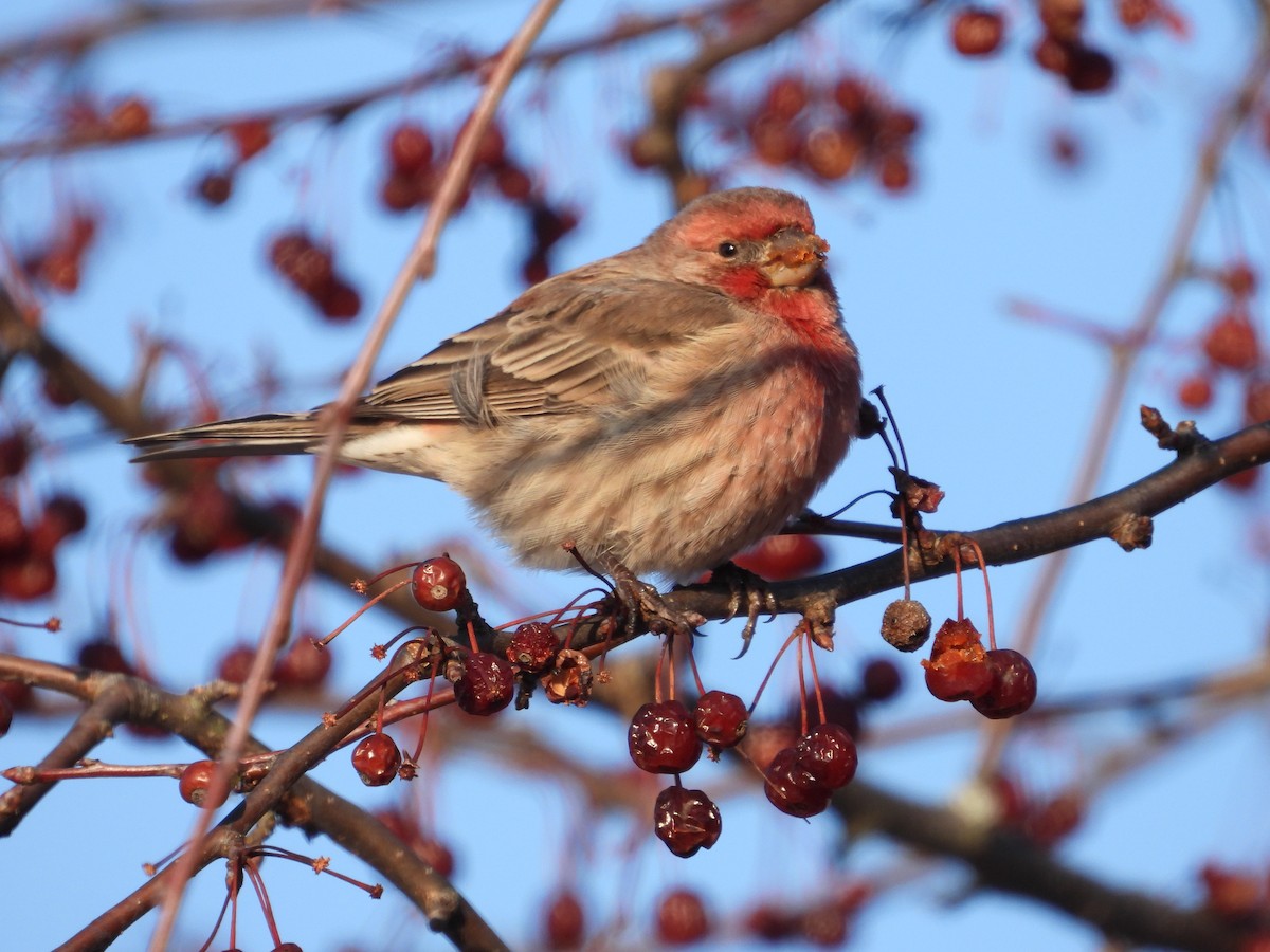 Hausgimpel - ML647099963