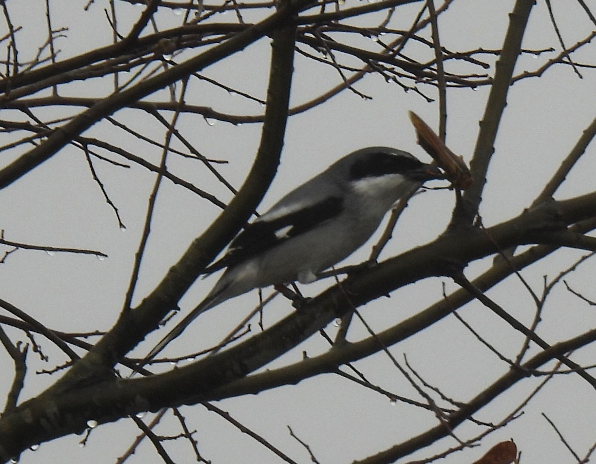 Louisianawürger - ML647099964