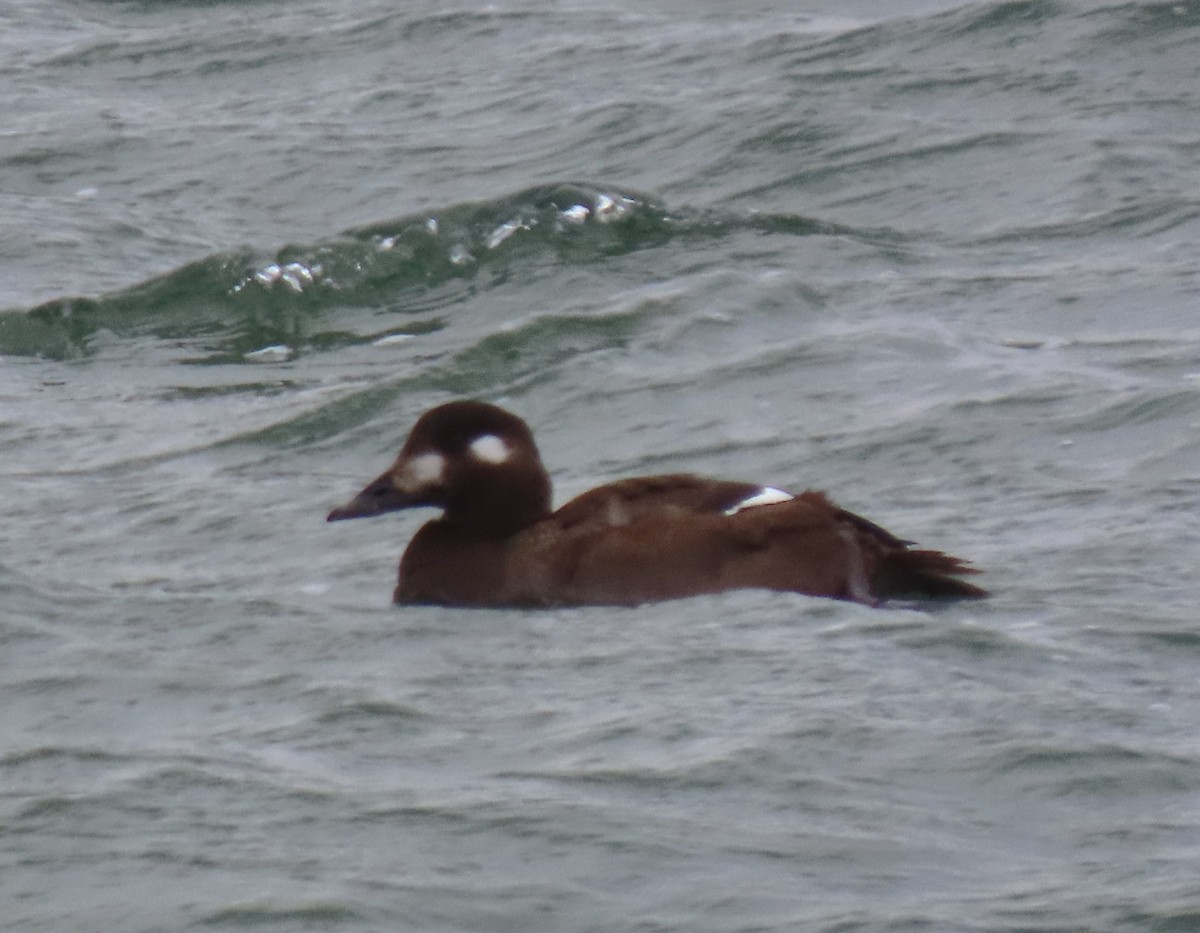 Höckersamtente - ML647099965