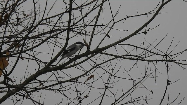 Loggerhead Shrike - ML647099967