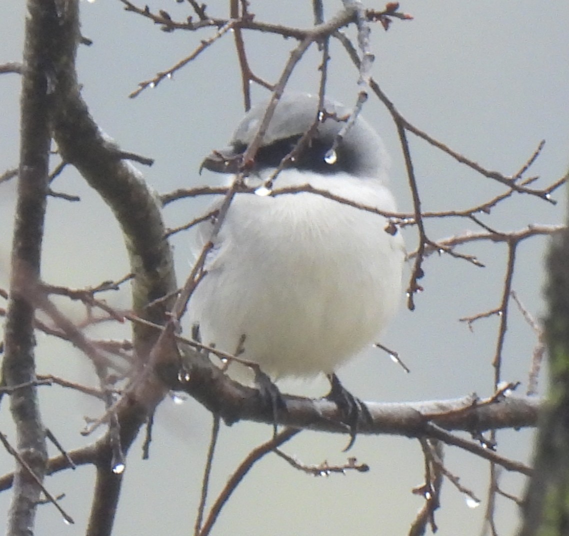 Louisianawürger - ML647099971