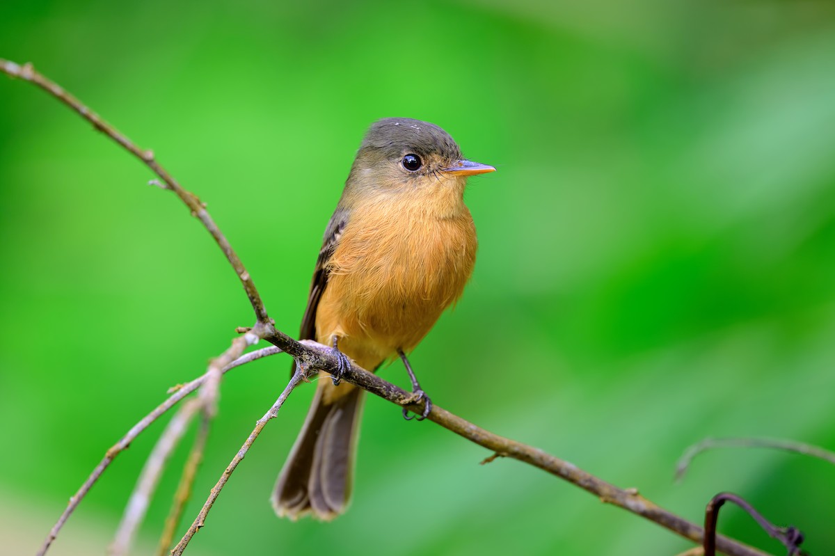 Kleinantillen-Schnäppertyrann (latirostris) - ML647099972