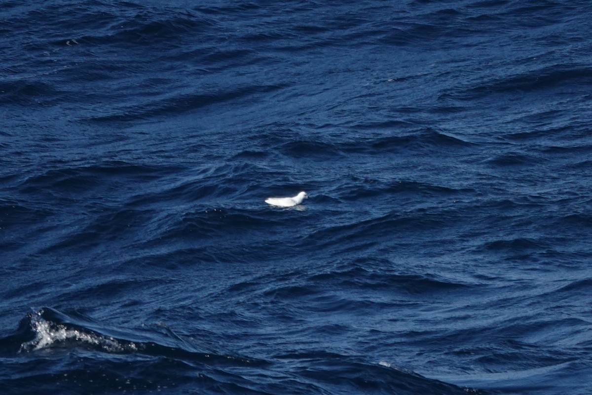 Schneesturmvogel - ML647099973