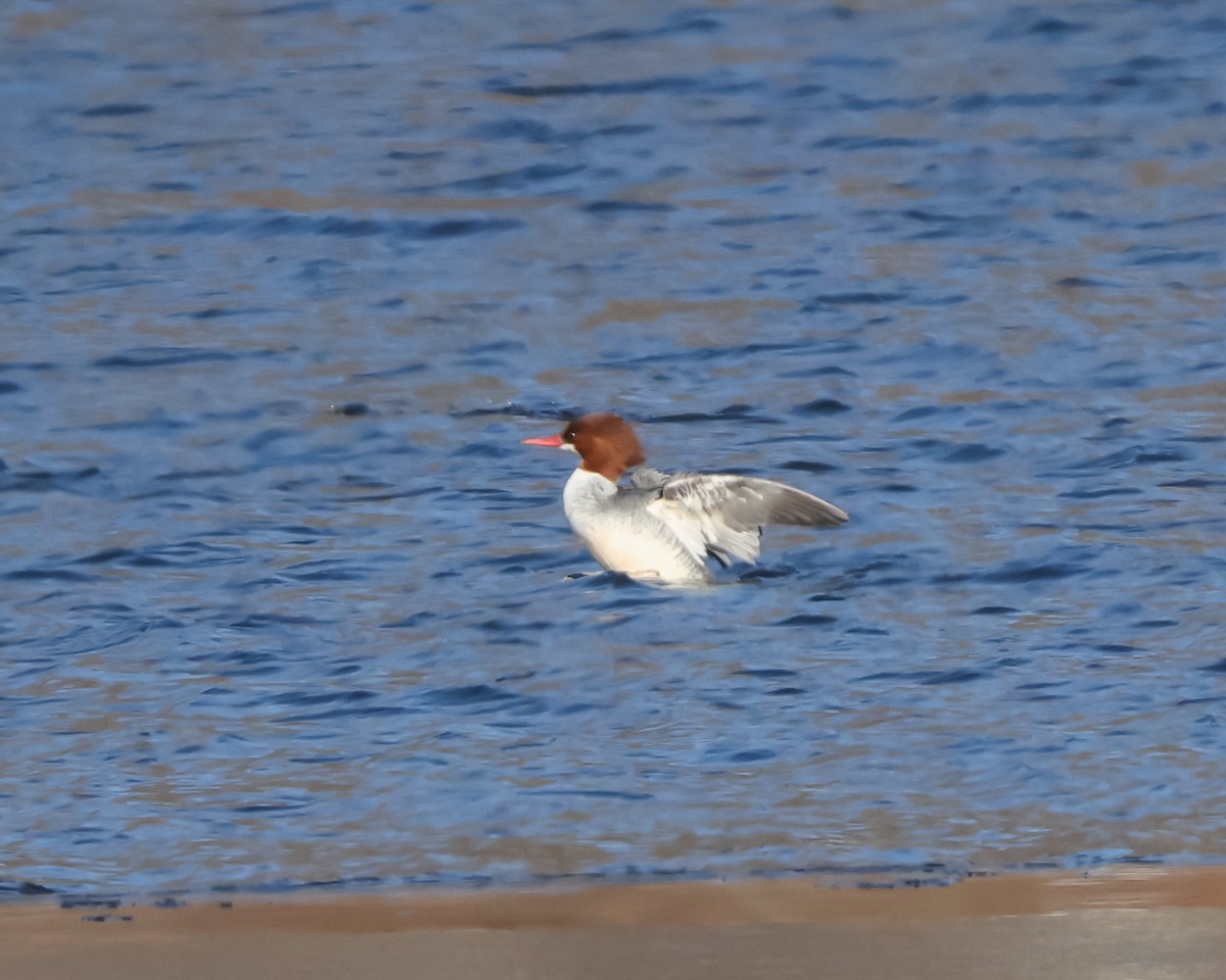 Gänsesäger - ML647099974