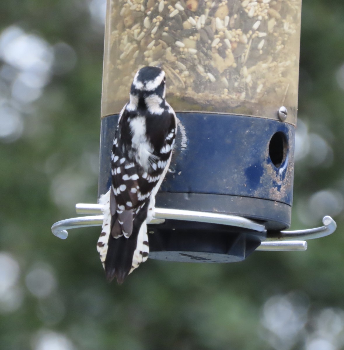 Dunenspecht - ML647099976