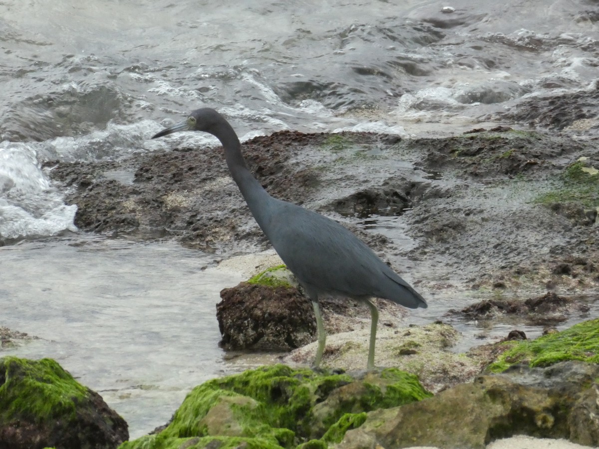 Blaureiher - ML647099977