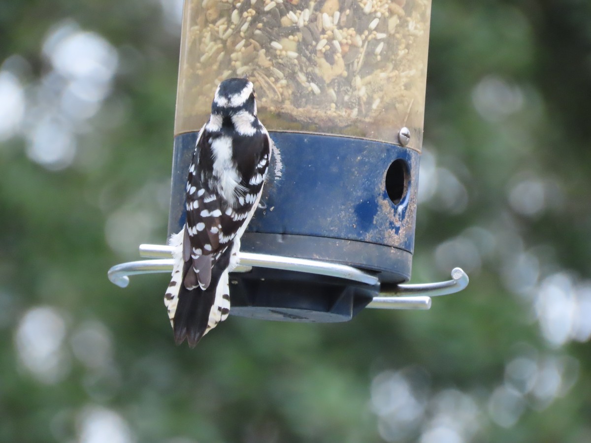 Dunenspecht - ML647099978