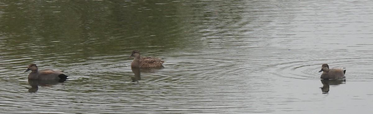 Schnatterente - ML647099979