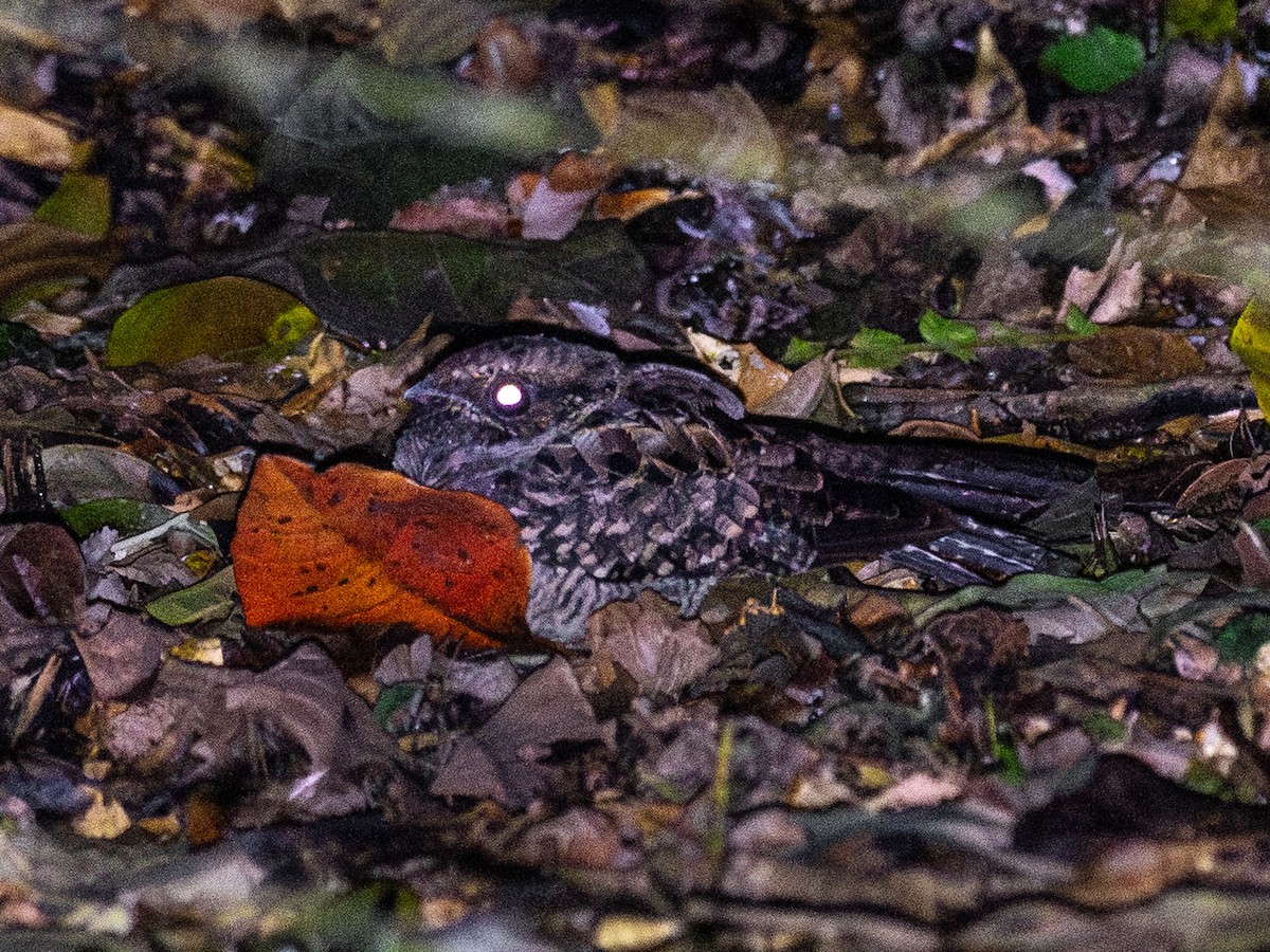 Pauraquenachtschwalbe - ML647099981