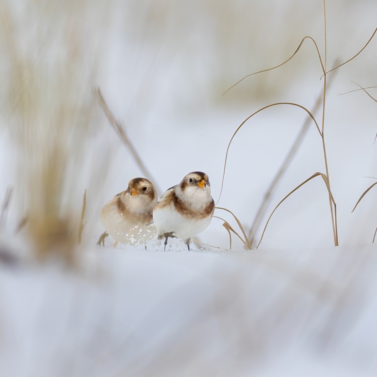 Schneeammer - ML647099983