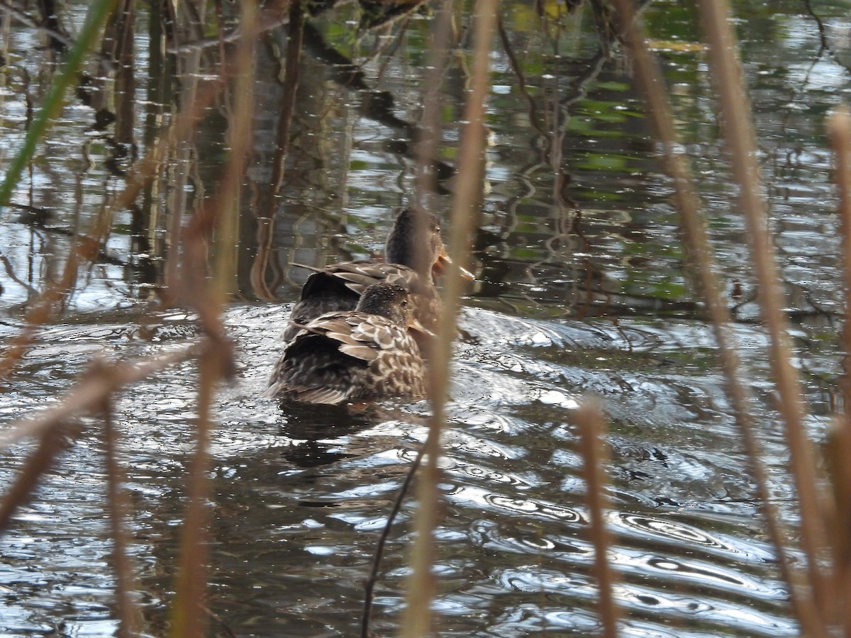 Mestolone - ML647099984