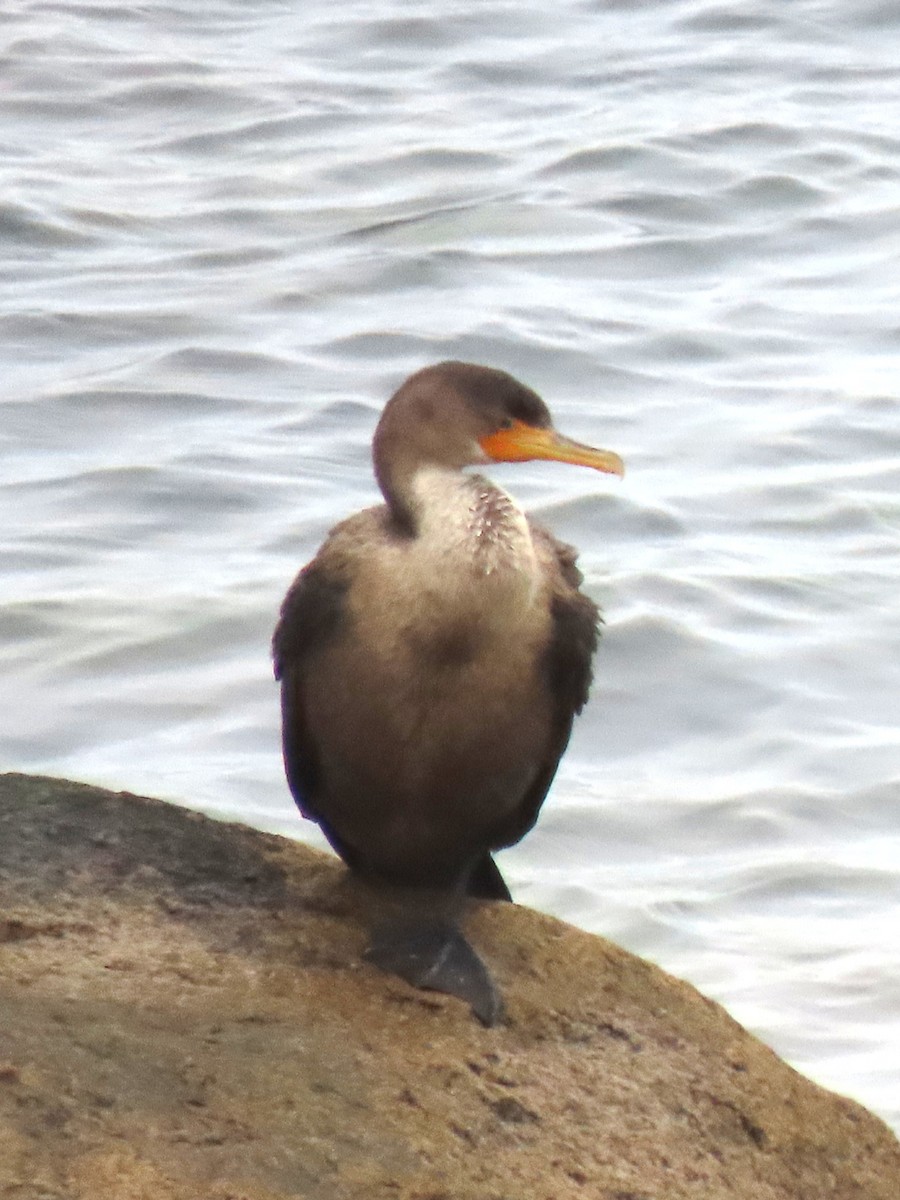 Double-crested Cormorant - ML647100003