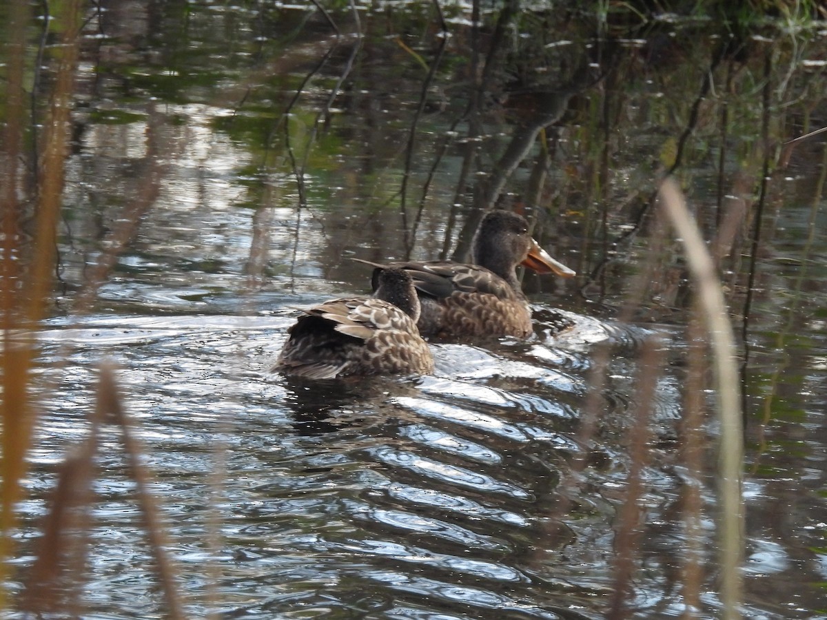 Mestolone - ML647100004