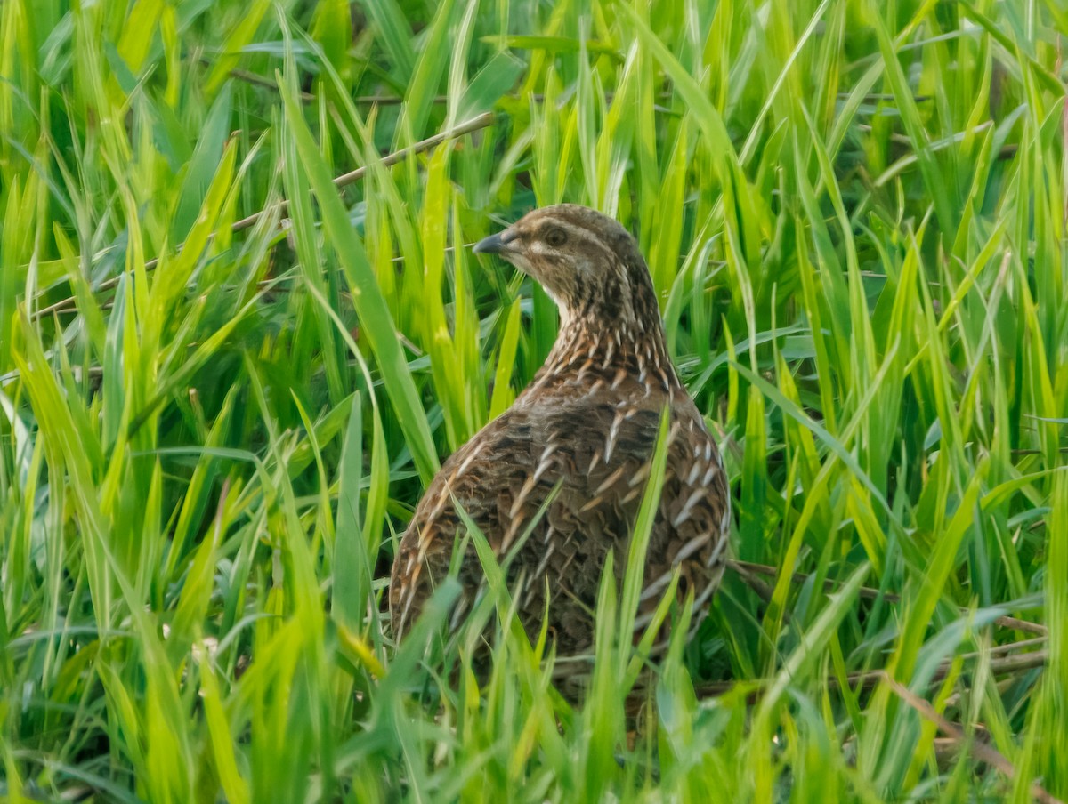 Galeper eurasiarra - ML647100008