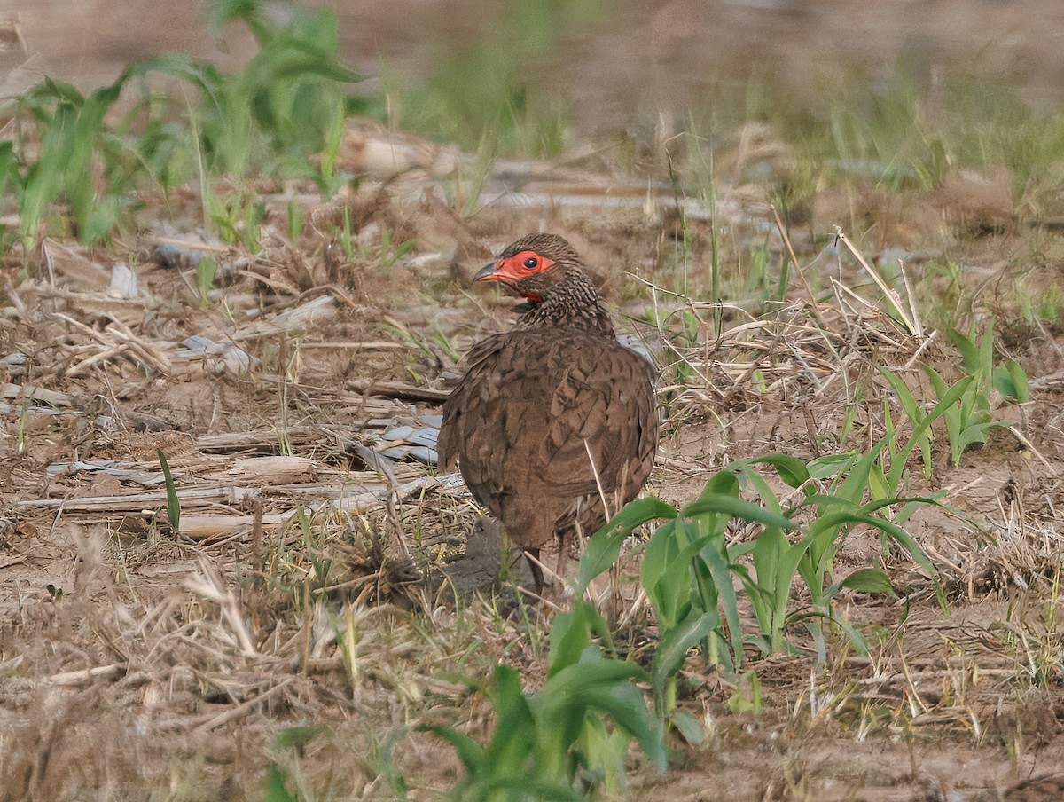 Swainson's Spurfowl - ML647100011