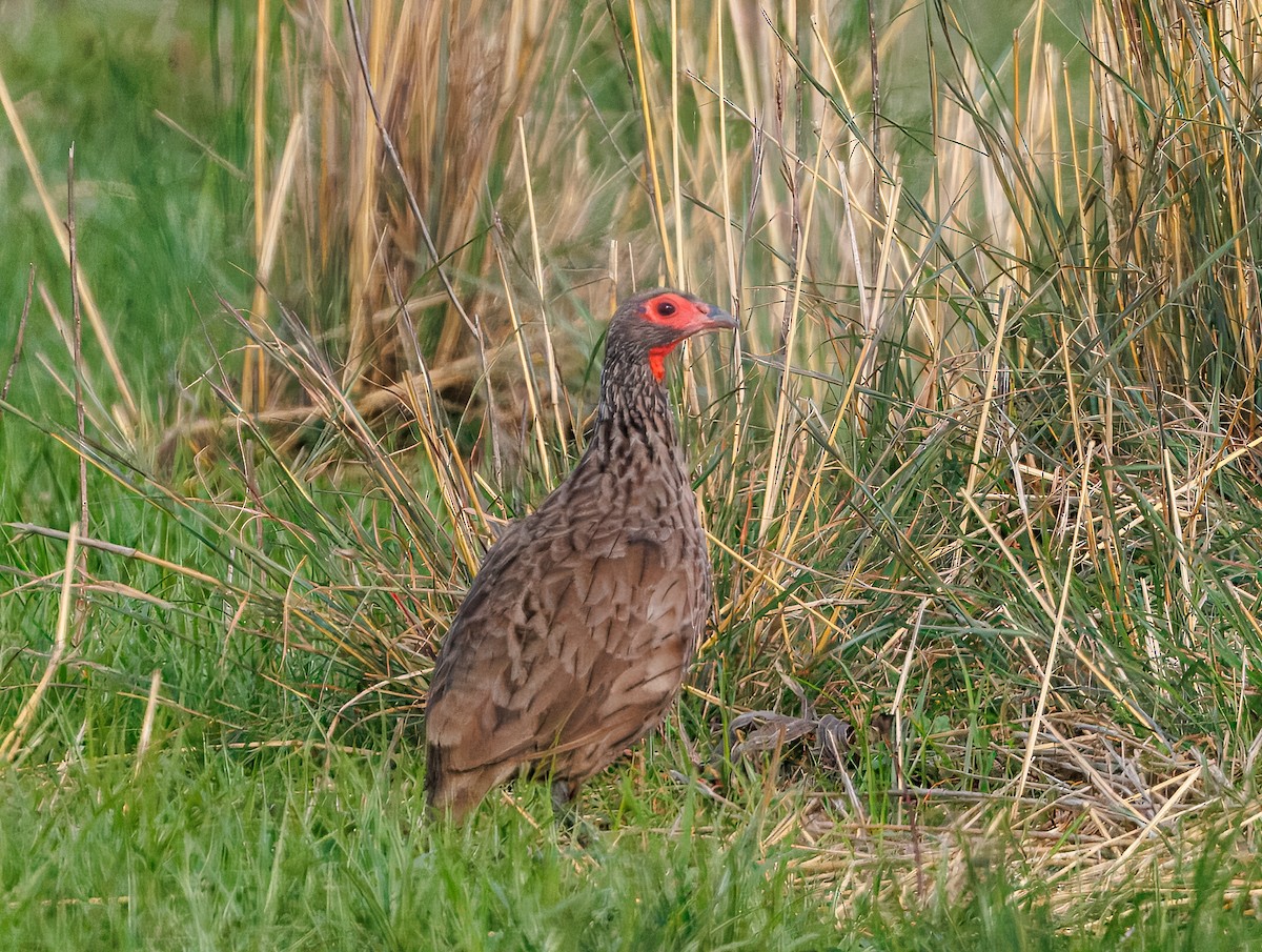 Swainson's Spurfowl - ML647100012