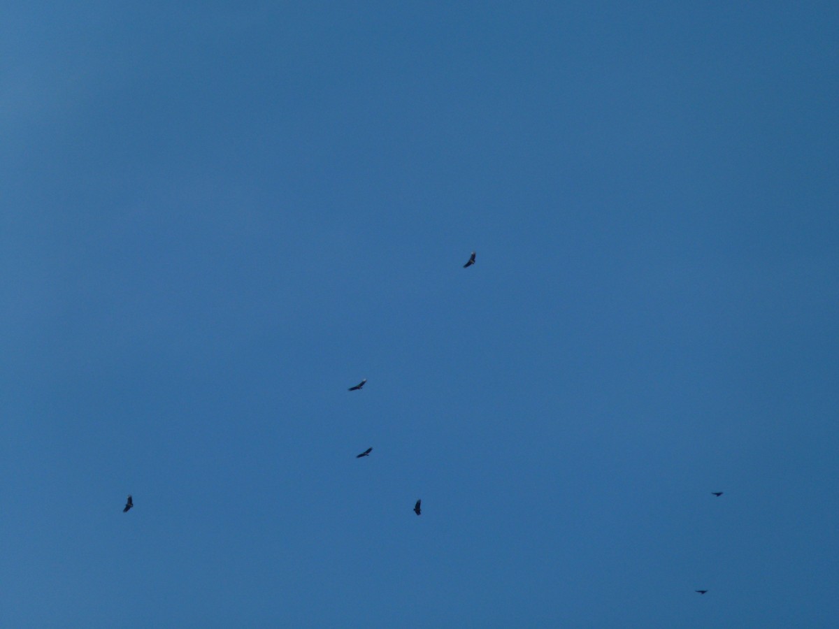 Black Vulture - ML647100014