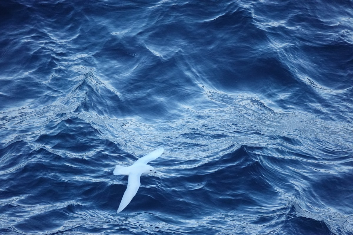 Снежный буревестник - ML647100015