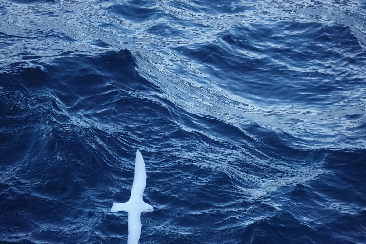 Снежный буревестник - ML647100019