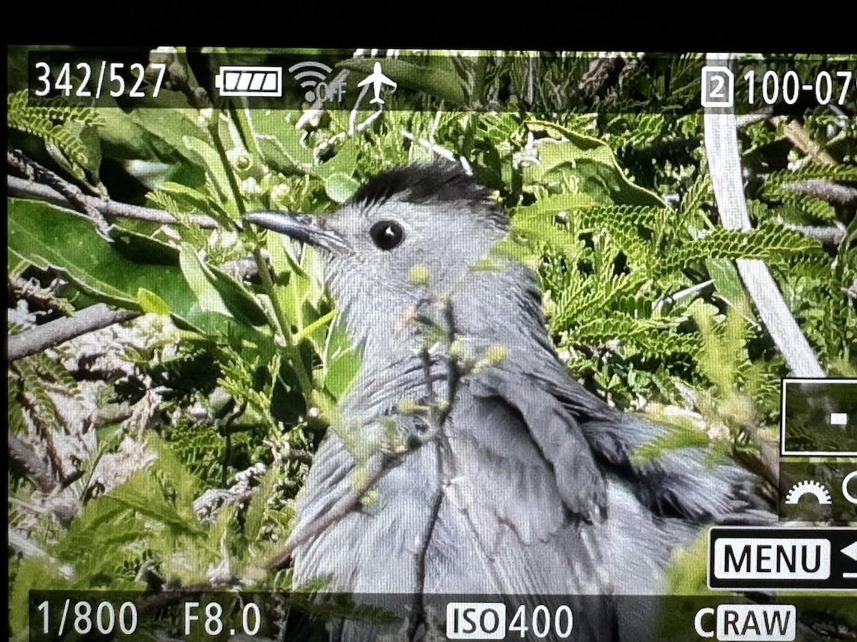 Miaulari grisa - ML647100021