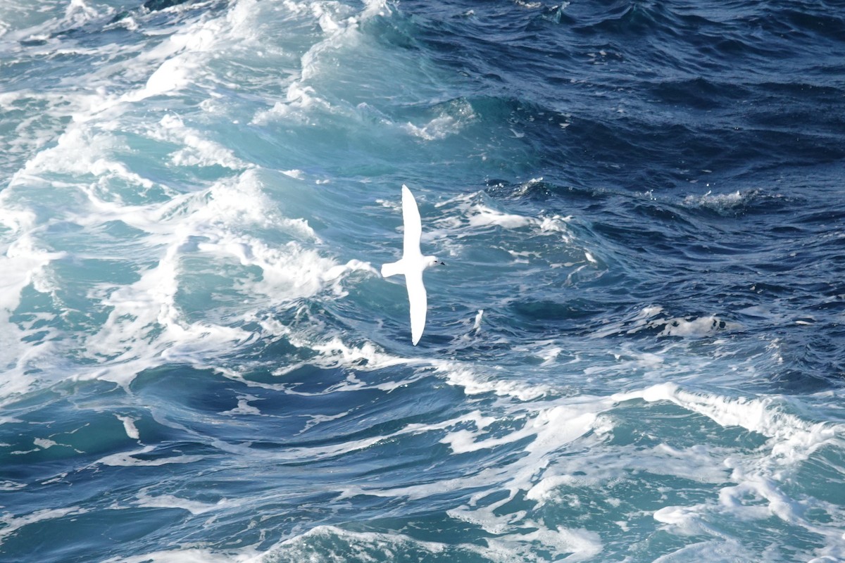 Снежный буревестник - ML647100040