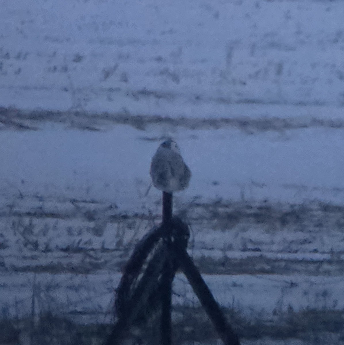 Snowy Owl - ML647100048