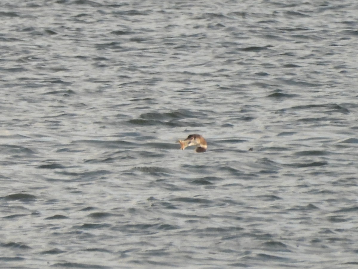 Common Loon - ML647100050