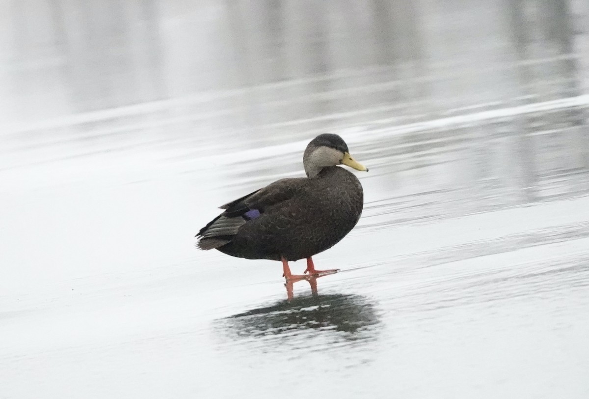 American Black Duck - ML647100061