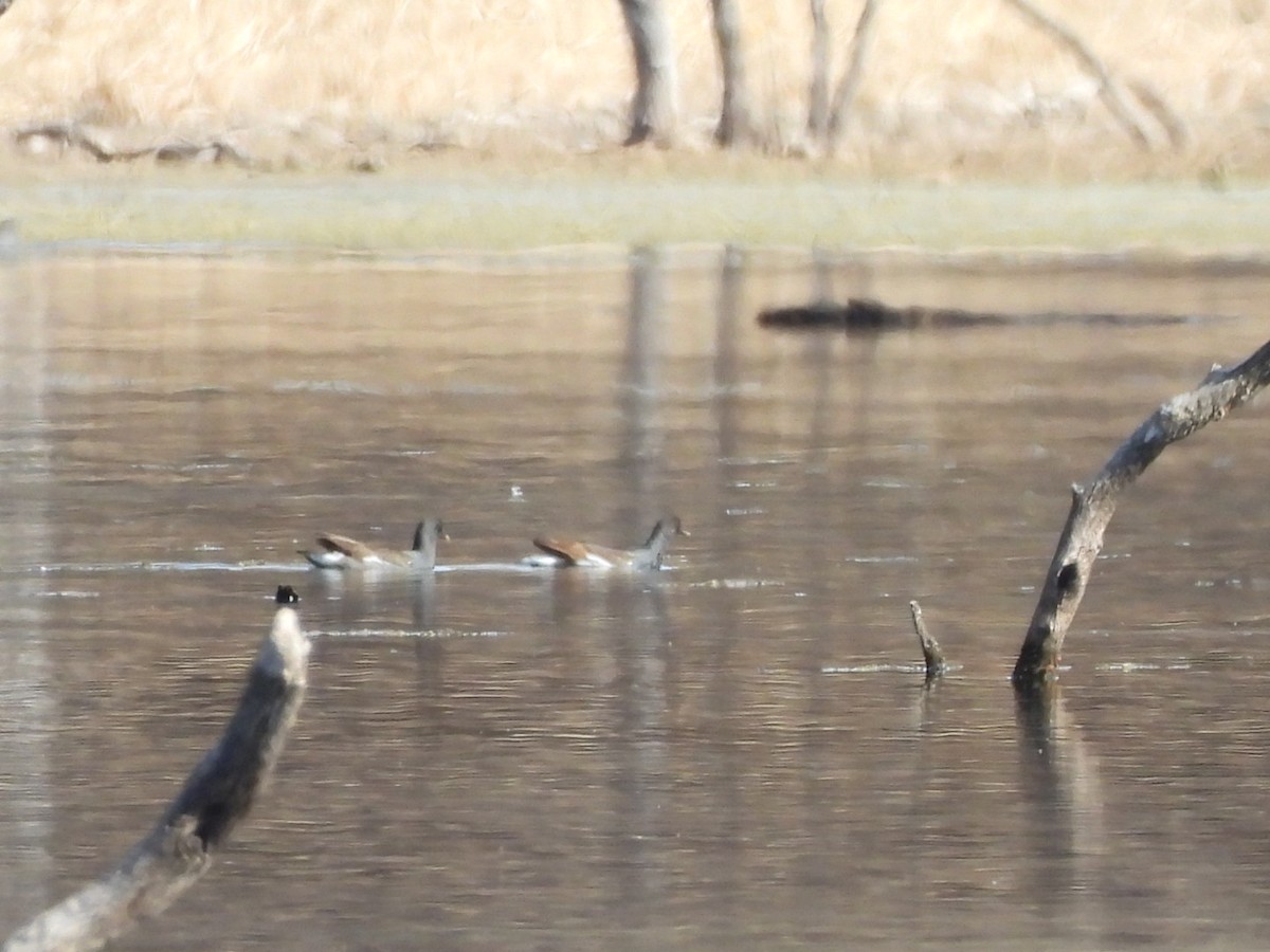 Курочка латиноамериканська - ML647100068