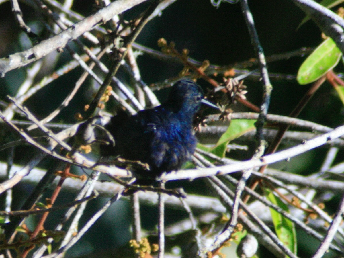 Royal Sunangel - ML647100075