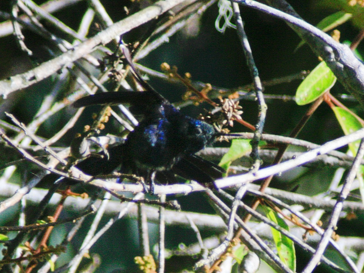 Royal Sunangel - ML647100078