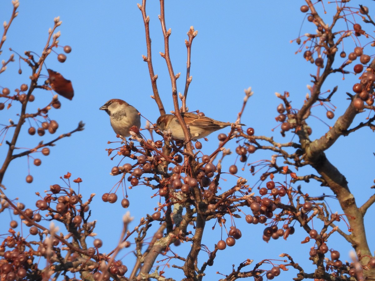 Gorrión Común - ML647100080