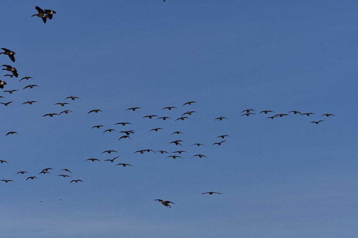 ברנטה קנדית - ML647100084