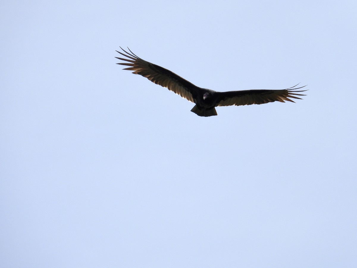 Turkey Vulture - ML647100087