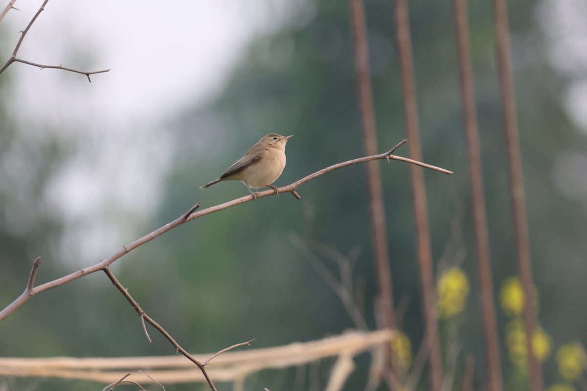 Садовая камышевка - ML647100088