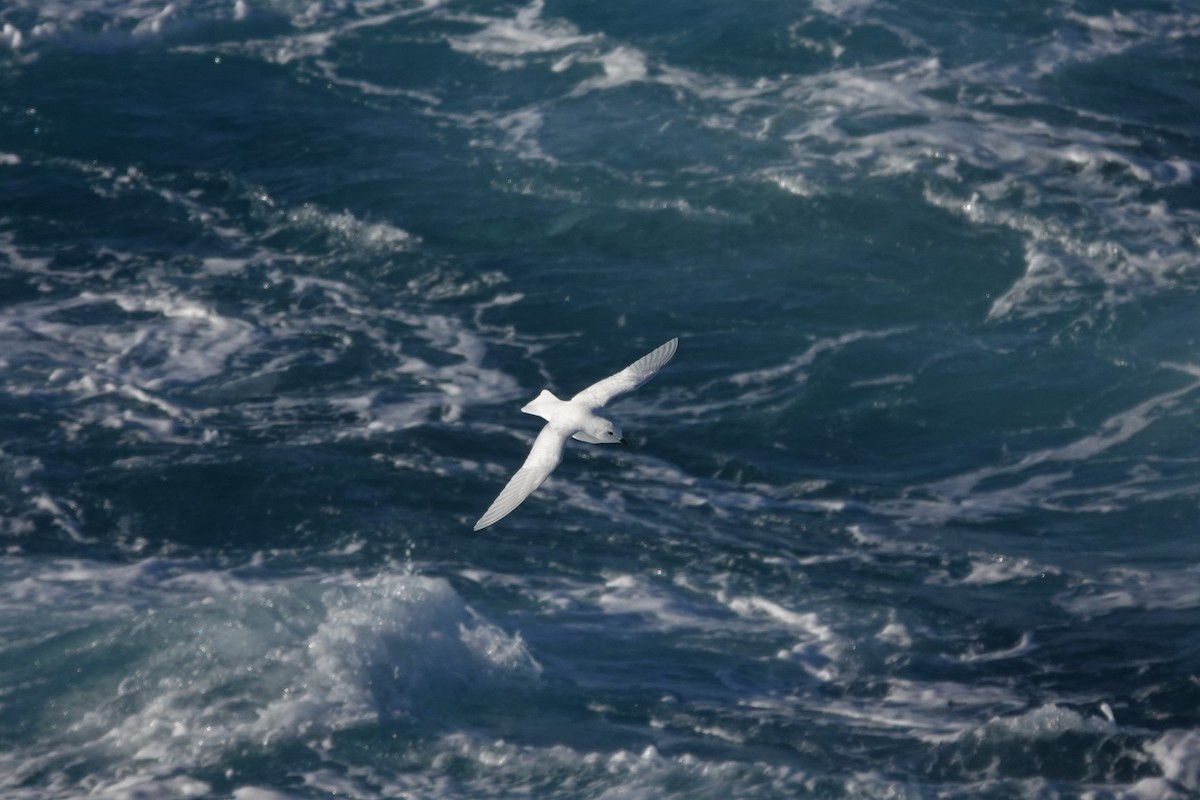 Снежный буревестник - ML647100091