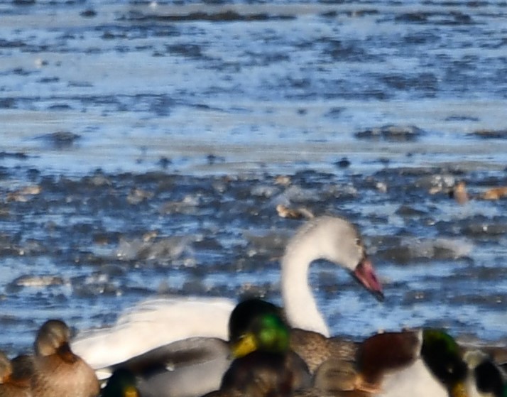 Mallard - ML647100093