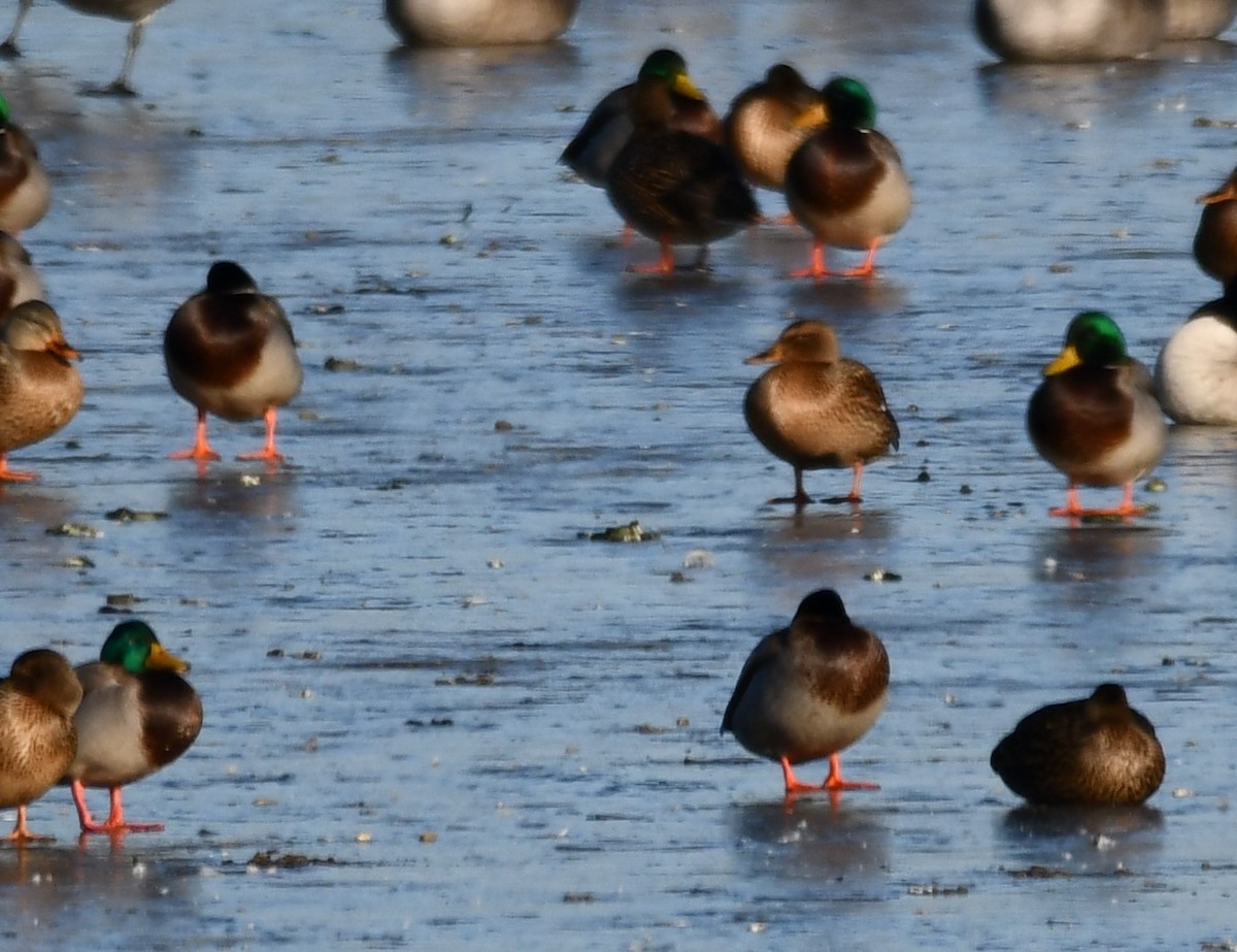 Mallard - ML647100097